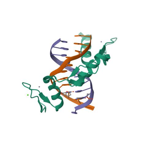 Rcsb Pdb 5kl4 Wilms Tumor Protein Wt1 Znf2 4 Q369h In Complex With