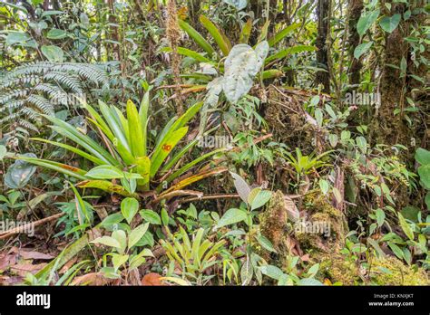 Interior Of Humid Montane Rainforest With Bromeliads Moss And Other Epiphytes In The