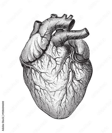 Human Heart Illustration Vintage