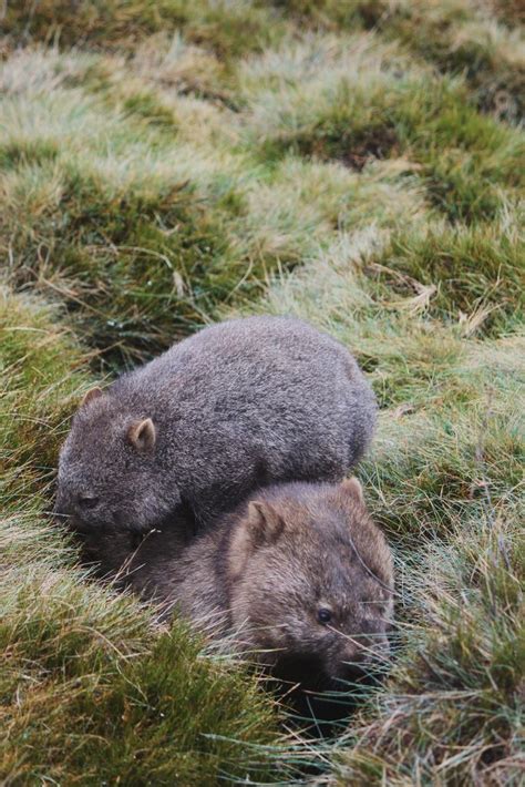 Common Wombat Mother And Joey By Australiswilds Australian Mammals