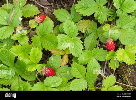 Wild Strawberry Plants With Red Strawberries Fragaria Vesca Also Called Woodland Strawberry