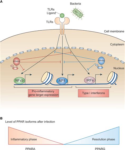 Frontiers Parsing The Role Of Ppars In Macrophage Processes