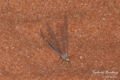 Antlions And Owlflies From Tibooburra NSW 2880 Australia On September