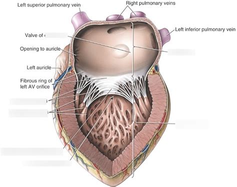 Internal Structures Of The Heart Left Side Diagram Quizlet