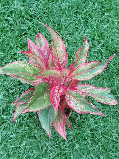 Red Aglaonema live plant exotic tropical | Etsy