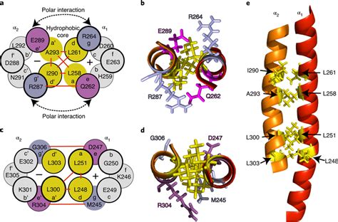 Coiled coil epitopes between α1 and α2 helices of CC1 a c Scheme of