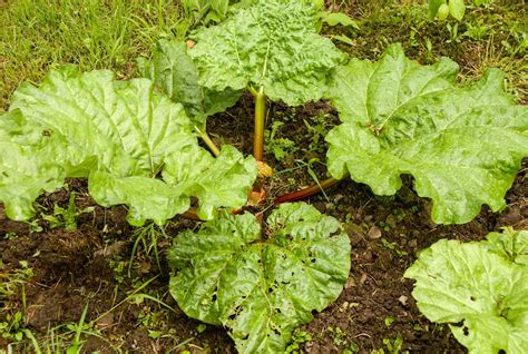 How To Grow Rhubarb Thompson Morgan