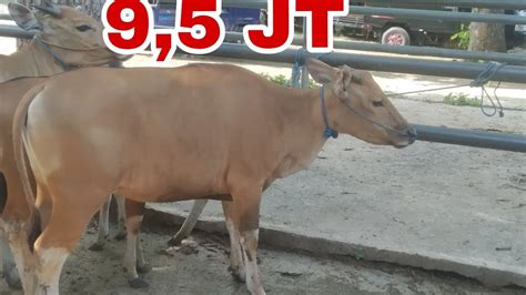 Sapi Harga Juta Di Pasar Sapi Hwan Pelaihari Tanah Laut Kalimantan