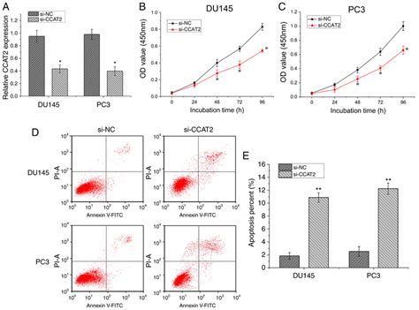 Effect Of Ccat On Pca Cell Proliferation And Cell Apoptosis A Mrna