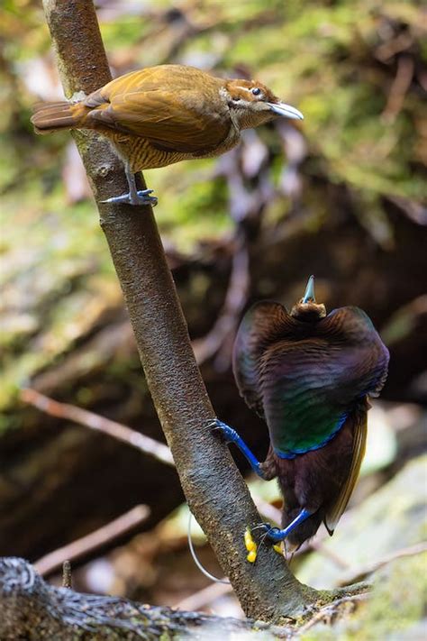 Bird-of-Paradise Birds in Nature · Free Stock Photo