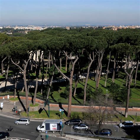 Gli alberi di Roma a rischio crollo per età stress lavori stradali e