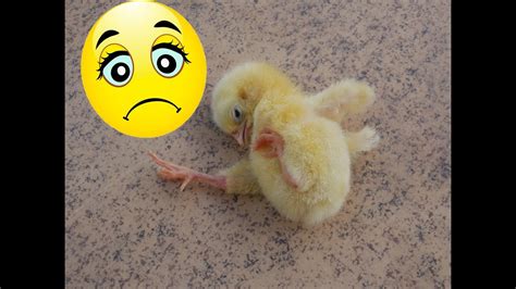 Comment aider un poussin avec problème de pattes estropié YouTube