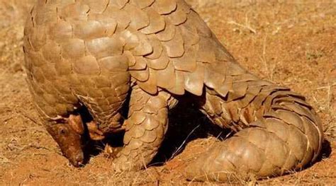 Odisha Police To Approach Interpol For Help In Busting Global Pangolin