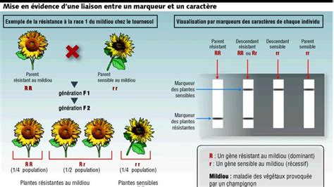 Exemples Génétiques