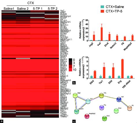 Thymopentin Activated The Expression Of Angiogenesis Associated