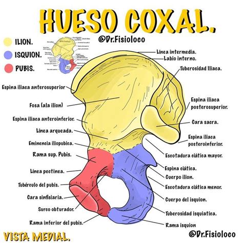 Hueso Coxal Anatomia del hueso Anatomía médica Libros de anatomia