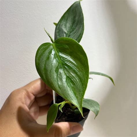 Philodendron Sodiroi Etsy