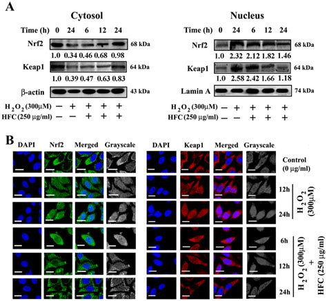 Stabilization Of Nrf Keap Signaling And Their Nuclear Translocation