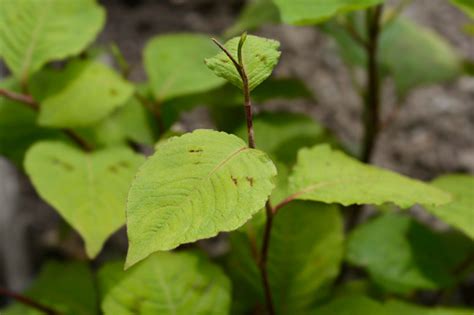 Japanese Knotweed Stock Photo Download Image Now Botany Close Up