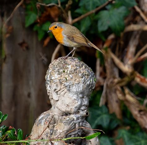 Robin Redbreast Perched On Statue Free Photo On Pixabay