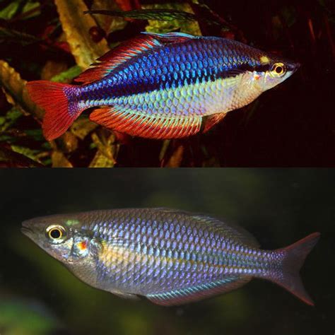 Live Fish Sunset Dwarf Rainbowfish Aquarium Central