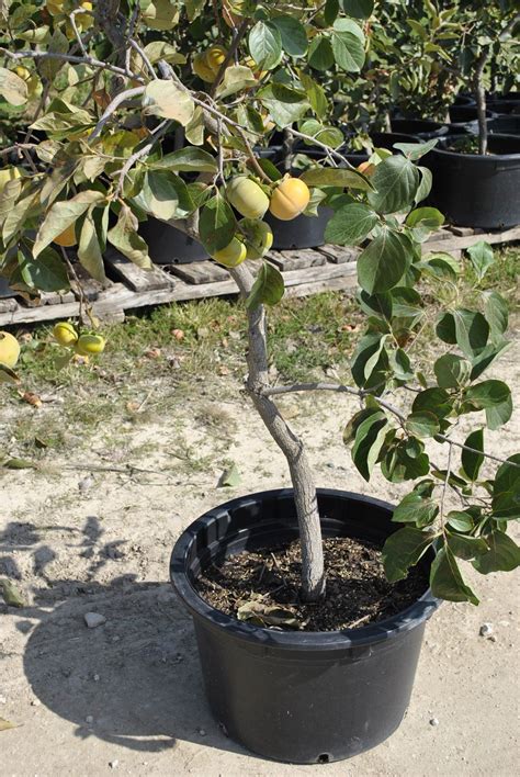 Growing Fruit Trees In Containers Part Stark Bro S