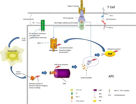 Resistance mechanism of immune PD‐1/PD‐L1 monoclonal antibody during ...