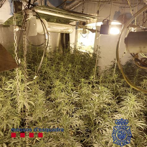 Tres Detinguts Per Tenir Plantes De Marihuana En Dos Habitatges De