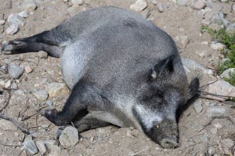 1,000+ Wild Boar Sleeping Stock Photos, Pictures & Royalty-Free Images ...