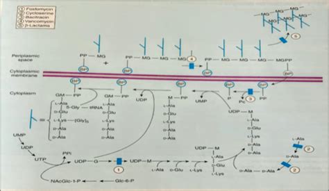 Beta Lactams And Other Cell Wall And Membrane Active Antibiotics Part