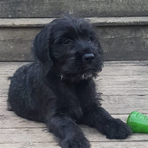 Neapolitan Mastiff Poodle Mix