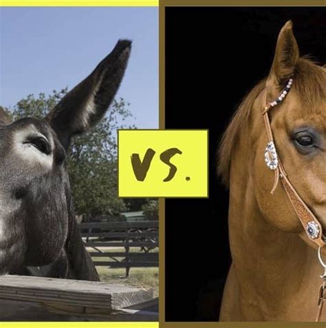 Difference Between Riding a Mule and a Horse - YardPals