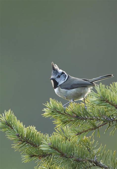 Birds Paul Hobson Wildlife Photography