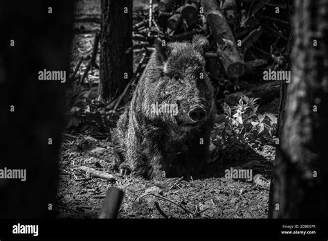 Wild Boar In The Forest Black And White Stock Photo Alamy