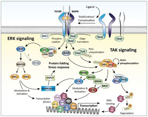 TGF Signaling Pathway