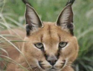 Caracal - Feline Conservation Foundation