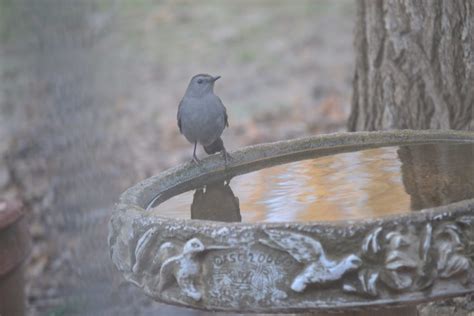 Gray Catbird Feederwatch