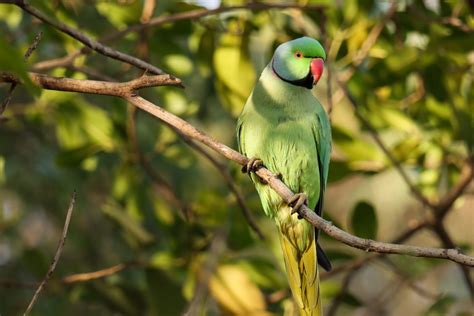 Types Of Parrots In Pakistan Pictures And Interesting Facts About Them