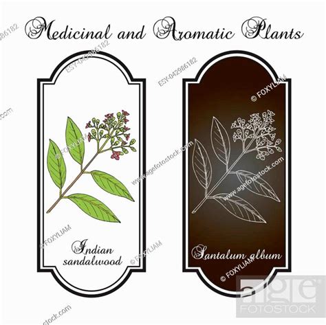 Indian Sandalwood Santalum Album Medicinal Plant Hand Drawn