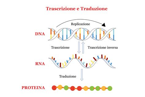 Dna E Rna Sintesi Proteica E Mutazioni