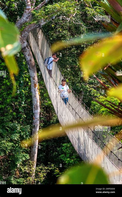 Elevated canopy walk hanging bridges. A rain forest canopy walkway in the Amazon forest ...