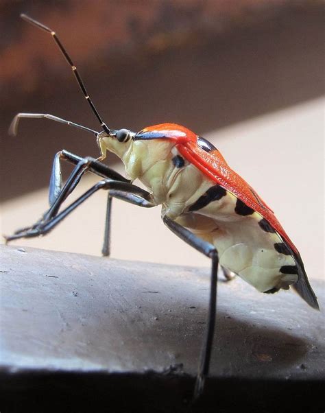 Man Faced Stink Bug Catacanthus Incarnatus Insect Identification