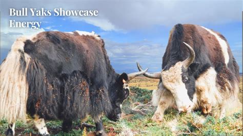 Bull Yaks Showcase Energy YouTube