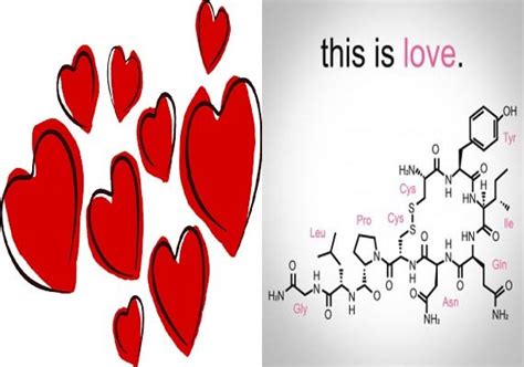 How Love Hormone Oxytocin Regulates Sexual Behaviour