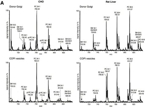 A Mass Spectrometric Analysis Of Donor Golgi Membranes And Download Scientific Diagram