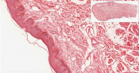 Oral Cavity And Salivary Glands Histology