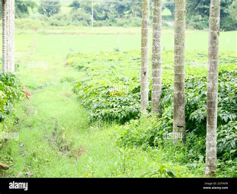 Elephant foot yam cultivation in the areca nut plantation, organic ...