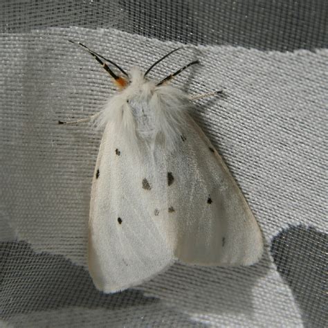 Erebidae Moths - Moth Identification