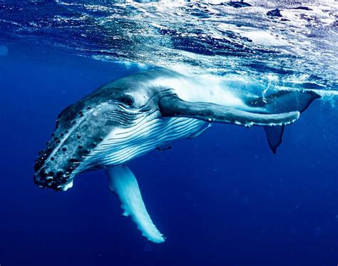 Experts Assist In Successful Disentanglement Of Humpback Whale The