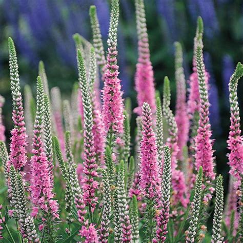 Veronica Perfectly Picasso Wayside Gardens Perennials Long